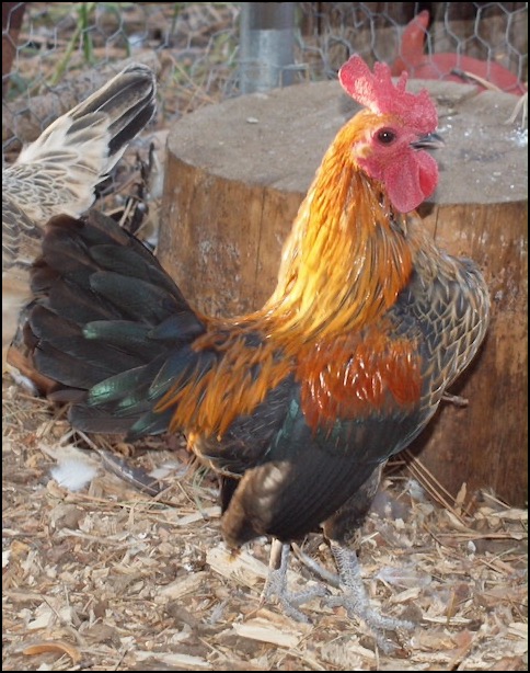 Old English bantam rooster